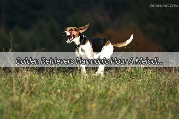 Golden Retrievers Harmonic Hour A Melodic Journey with Mans Best Friend